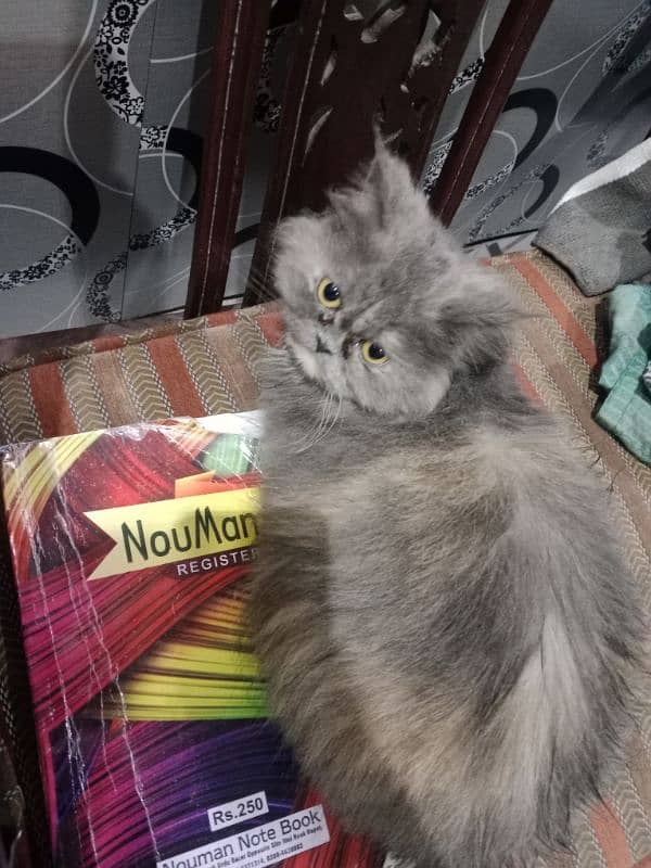 persian female cat 2