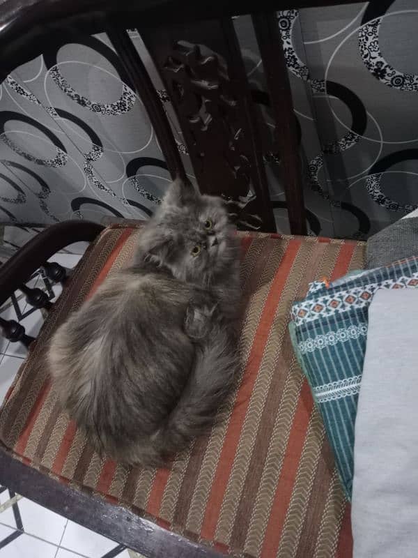 persian female cat 3