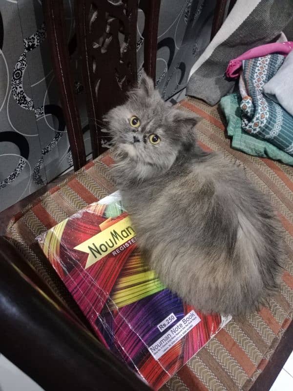 persian female cat 5