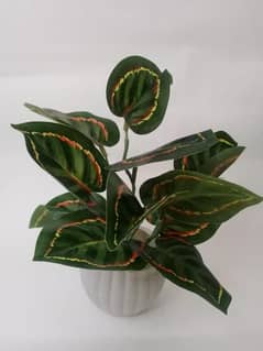 money plant pack of 1