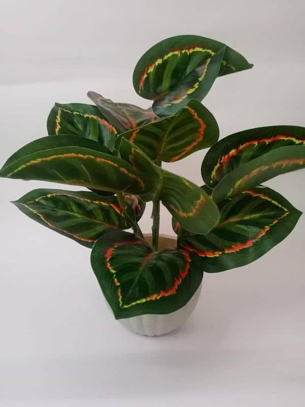 money plant pack of 1 5