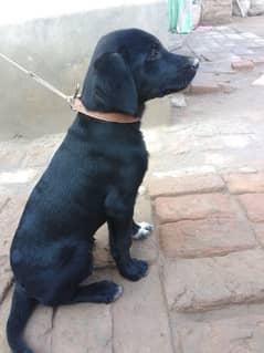 Labrador Dog h 3 month ka h Whatsapp 03051674828 time pass wale dorrhe