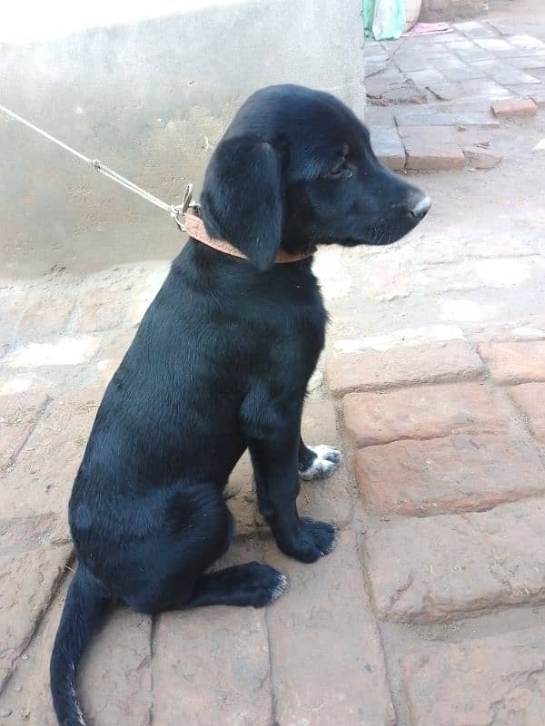 Labrador Dog h 3 month ka h Whatsapp 03051674828 time pass wale dorrhe 1