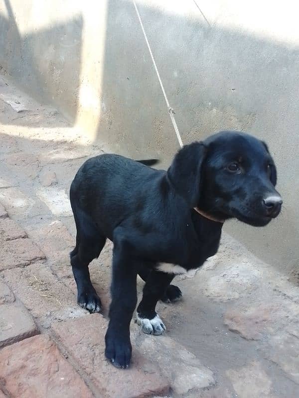 Labrador Dog h 3 month ka h Whatsapp 03051674828 time pass wale dorrhe 2