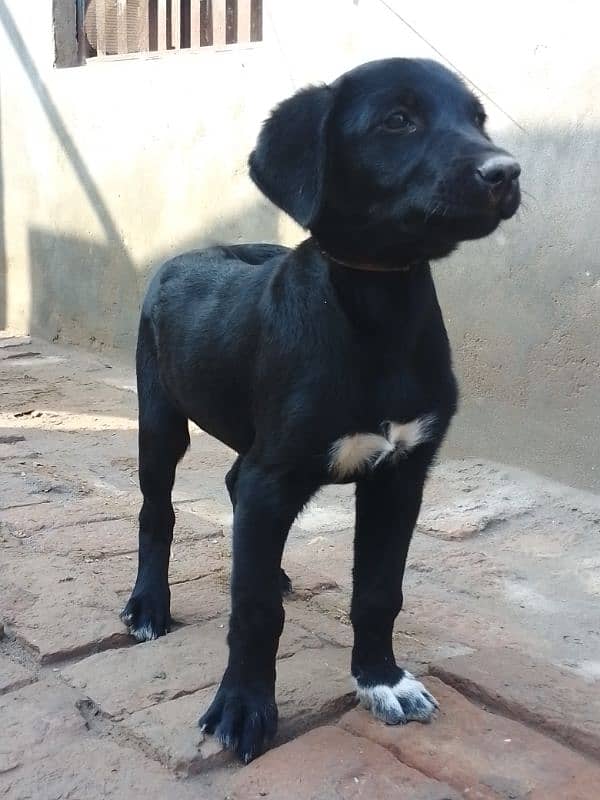 Labrador Dog h 3 month ka h Whatsapp 03051674828 time pass wale dorrhe 3