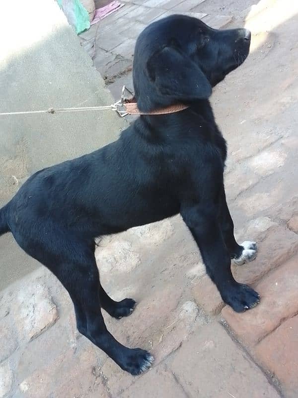 Labrador Dog h 3 month ka h Whatsapp 03051674828 time pass wale dorrhe 4