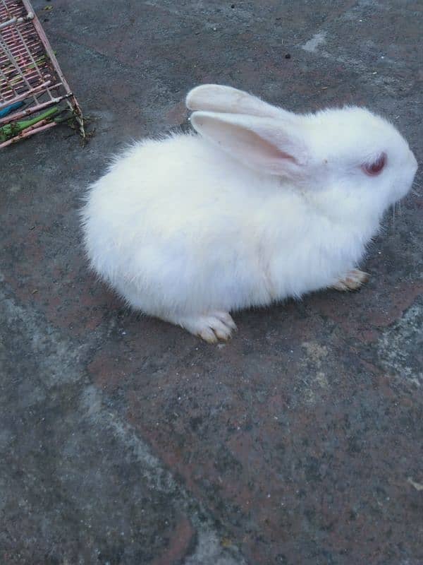 2 pairs rabbit male and female dono 0