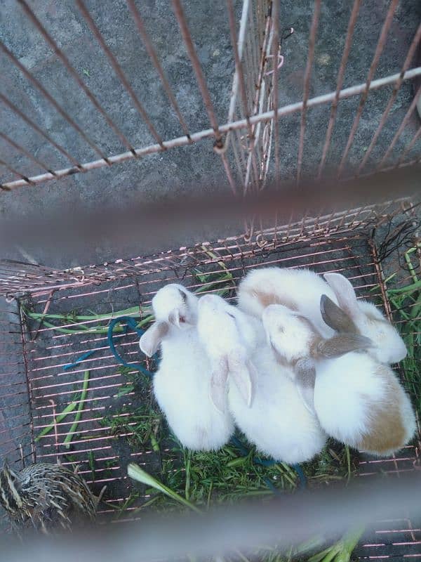 2 pairs rabbit male and female dono 2