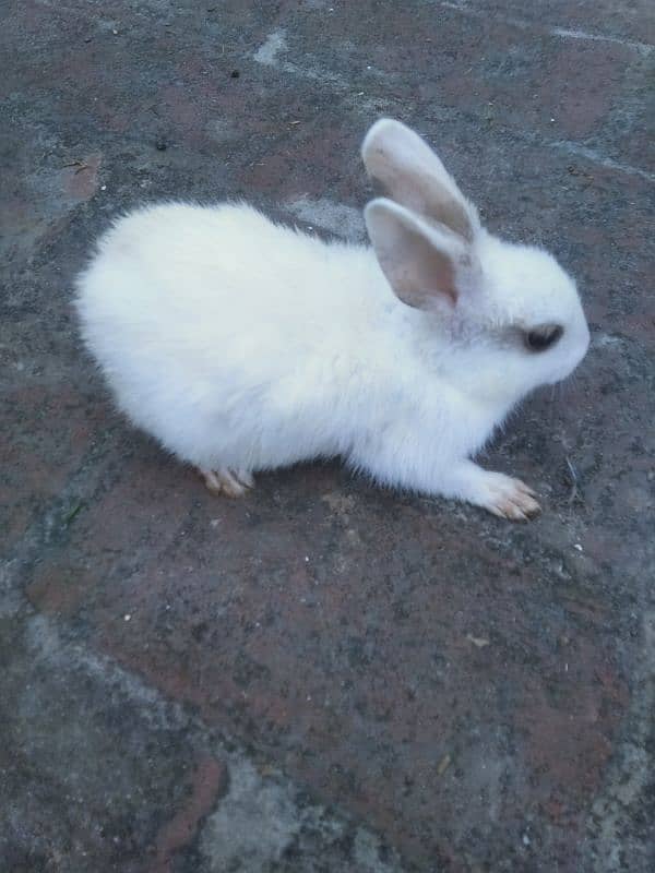 2 pairs rabbit male and female dono 4