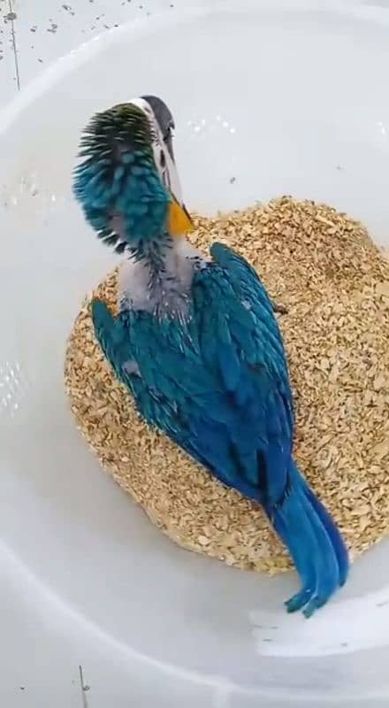 bluel Golden macaw parrot for sale contact WhatsApp 0340 18 95 587 1