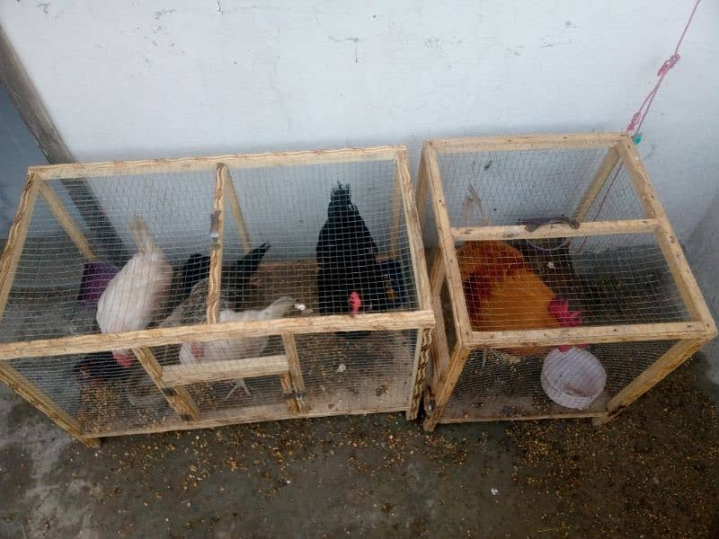 Hens 7 For sell with cage/03053991673/whatsupp 0