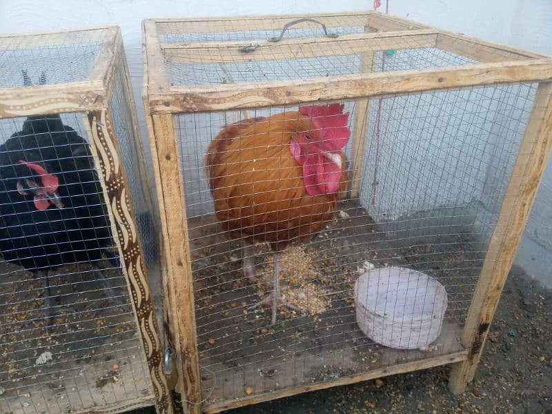 Hens 7 For sell with cage/03053991673/whatsupp 1