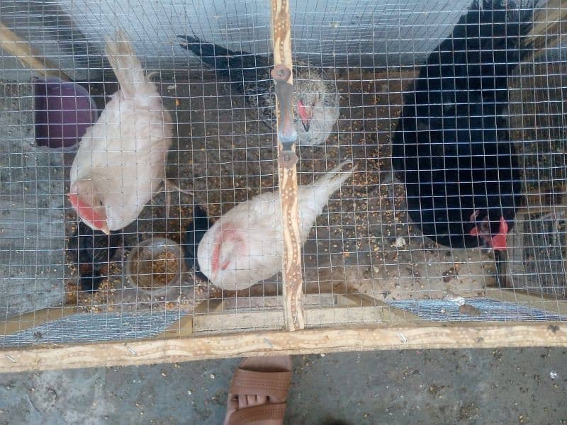 Hens 7 For sell with cage/03053991673/whatsupp 2