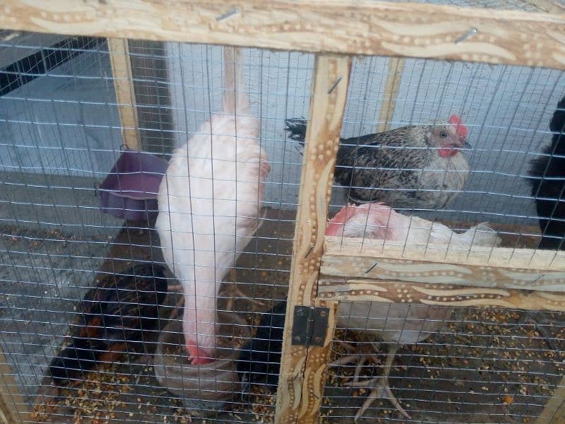 Hens 7 For sell with cage/03053991673/whatsupp 3