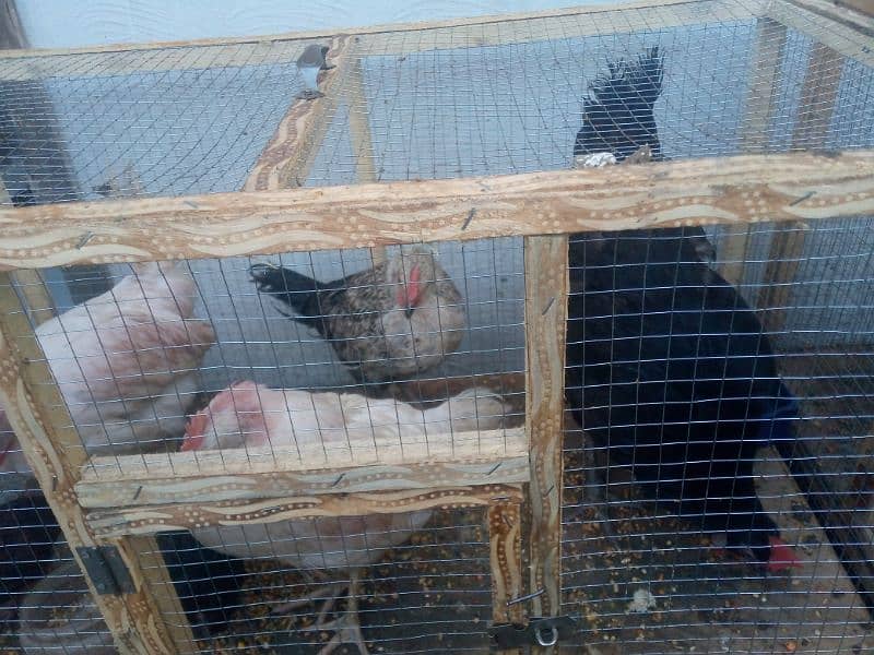 Hens 7 For sell with cage/03053991673/whatsupp 4