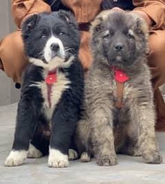 Bakharwal Pair | Bakharwal Puppies For Sale