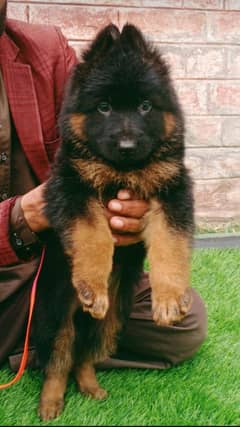 German Shepherd Pair | German Shepherd Pair Long Coat Puppies