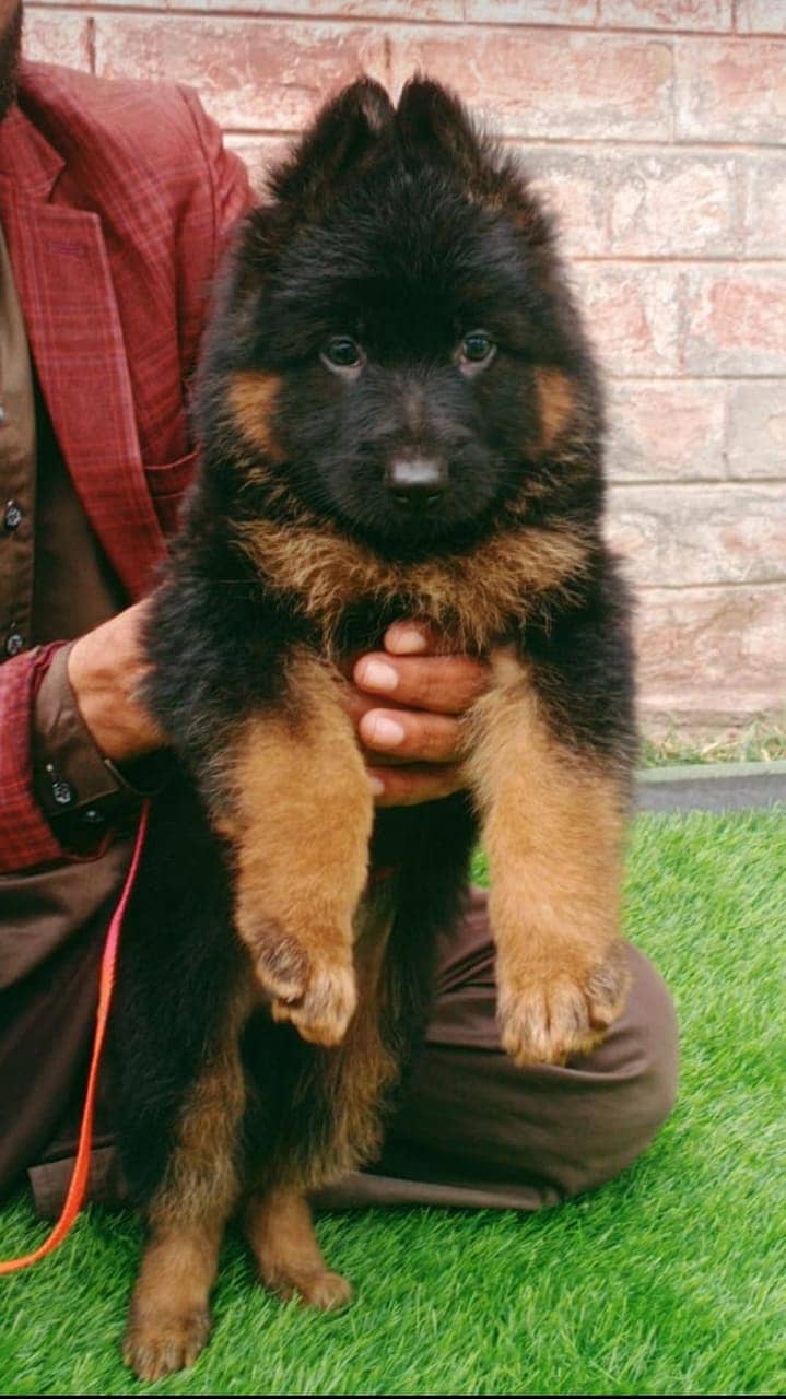 German Shepherd Pair | German Shepherd Pair Long Coat Puppies 0