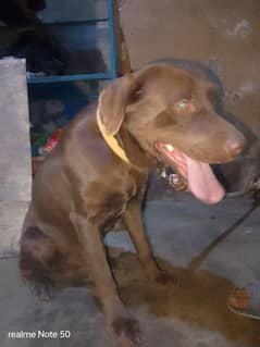 Labrador