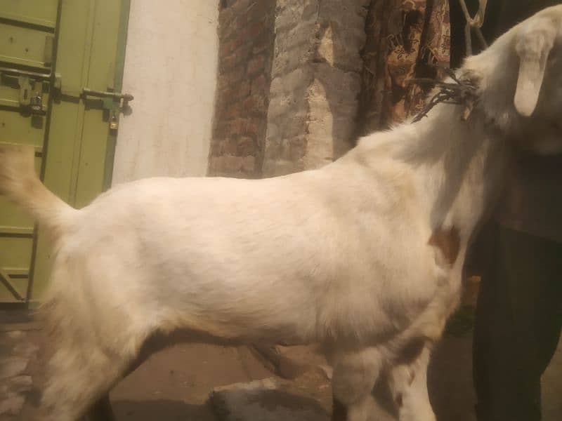 Desi Bakra (دیسی بکرا)for Sale 2