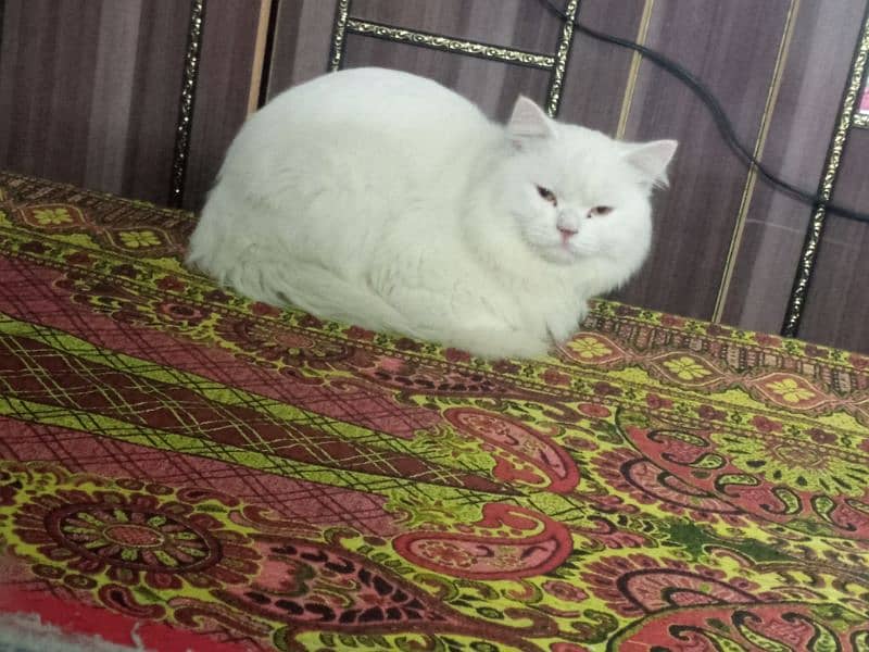 Persian cat 0