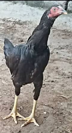 beautiful aseel hens