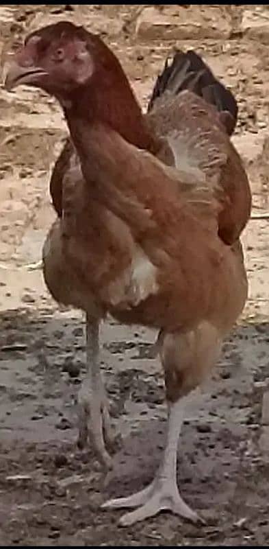 beautiful aseel hens 4