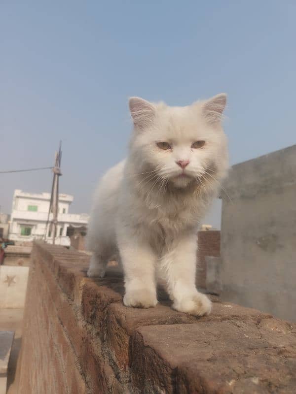 Persian cat, Persian pet 1