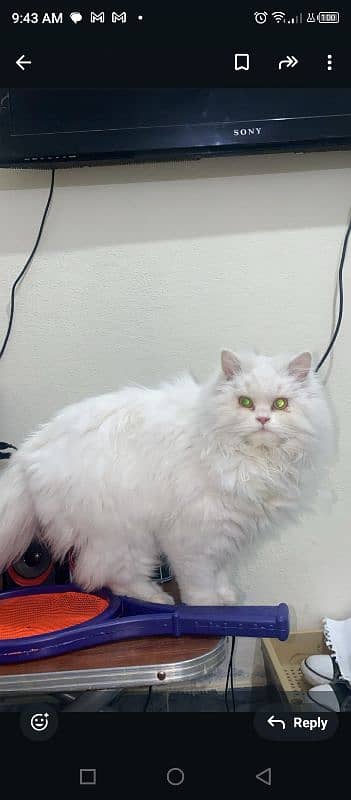 white Persian triple coated cat 0