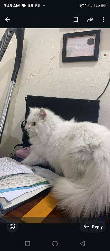 white Persian triple coated cat 1