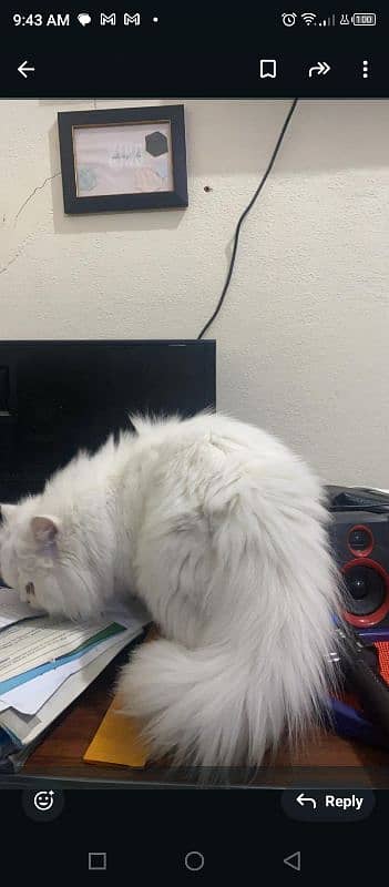 white Persian triple coated cat 2