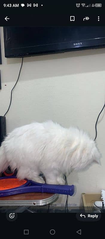 white Persian triple coated cat 3