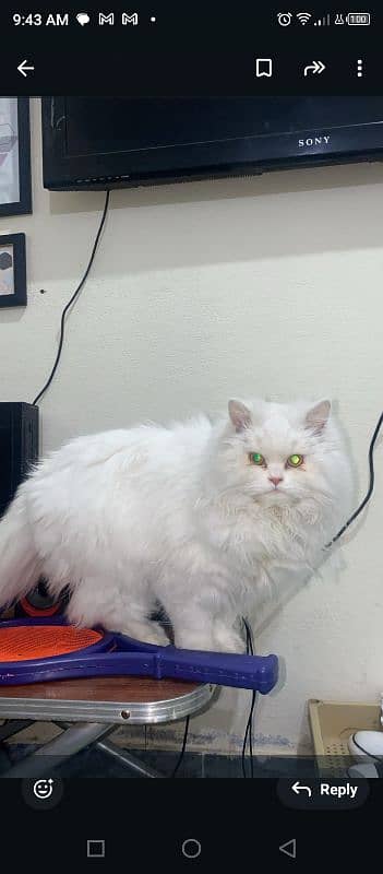 white Persian triple coated cat 4