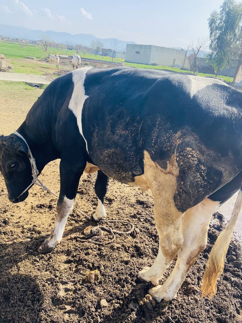 Huge weight bull for sale 3