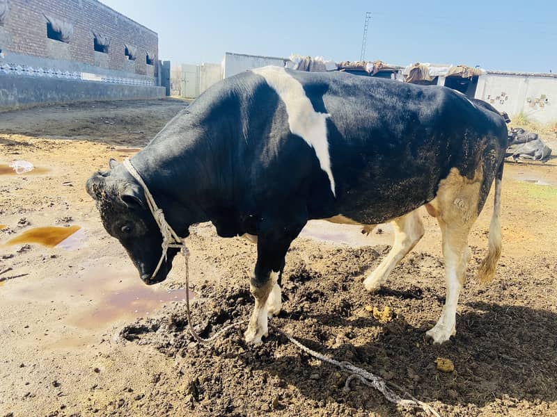 Huge weight bull for sale 6