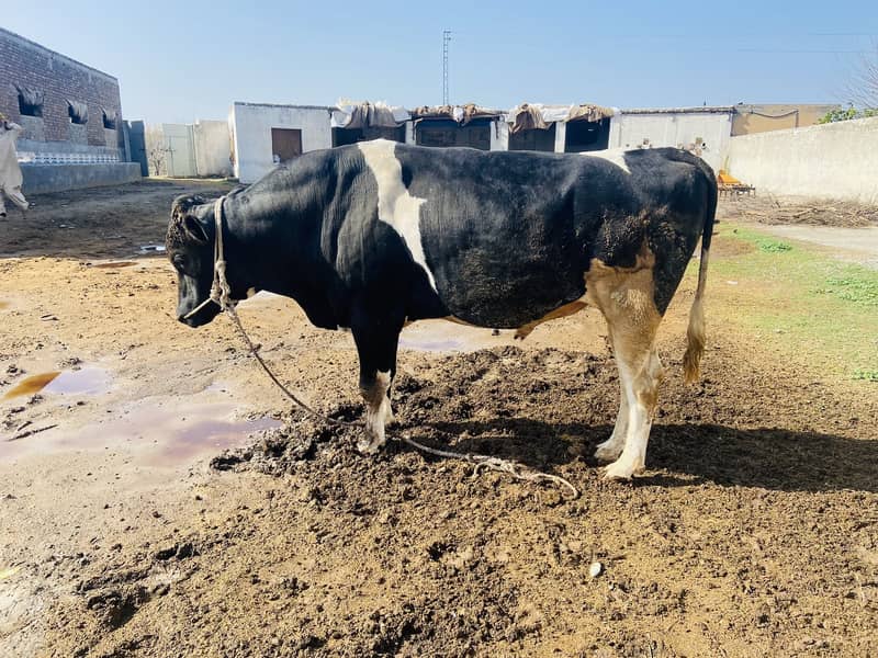 Huge weight bull for sale 7