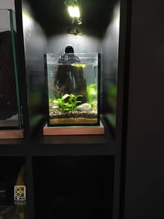 JW 03 - cubical nano eco system Jarrarium