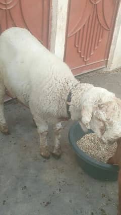 sheep Shanna for sell