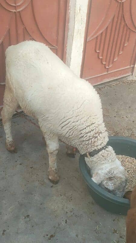 sheep Shanna for sell 1