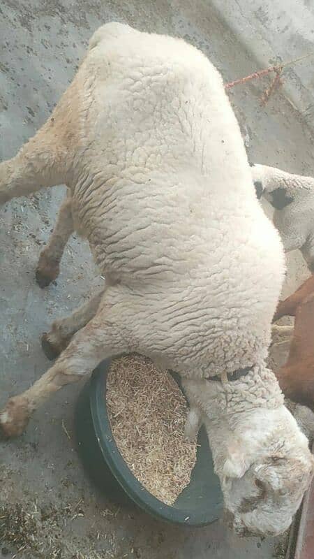 sheep Shanna for sell 5