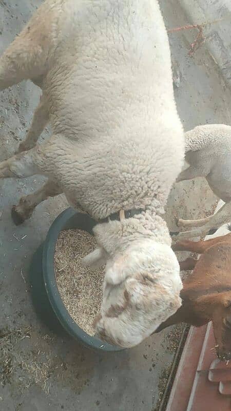 sheep Shanna for sell 6