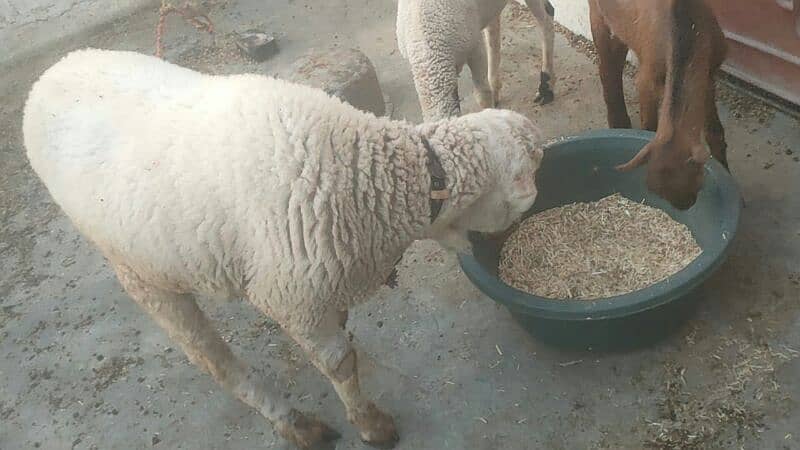 sheep Shanna for sell 7