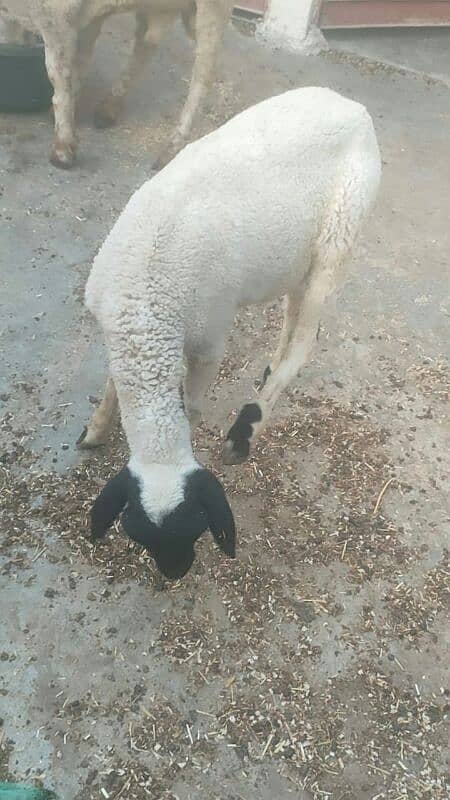 sheep Shanna for sell 9