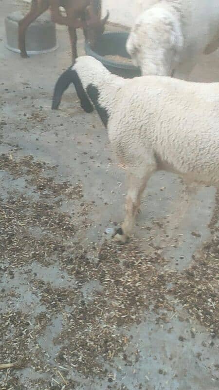 sheep Shanna for sell 10