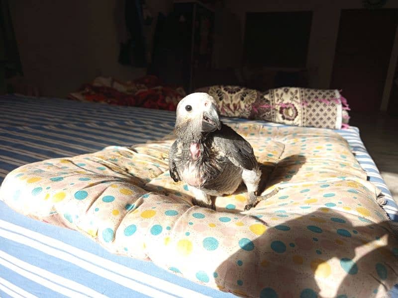 African grey parrot 1