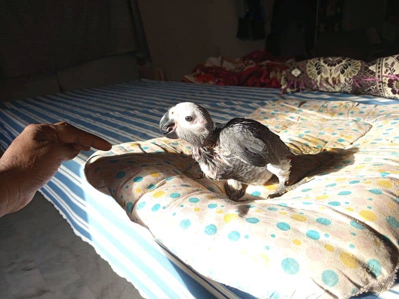 African grey parrot 2