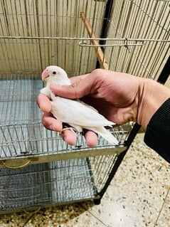 Albino red eye X parblue pastelino breeder pair