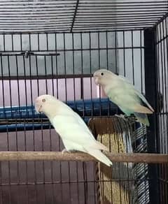 0327-0277654/parrot/cage/love bird/albino/cremino/decino/lutino/Fisher