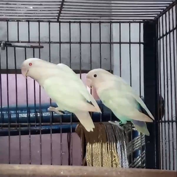 0327-0277654/parrot/cage/love bird/albino/cremino/decino/lutino/Fisher 1