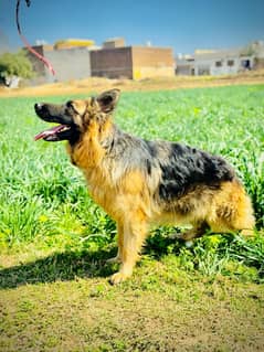 German Shepherd female long coat